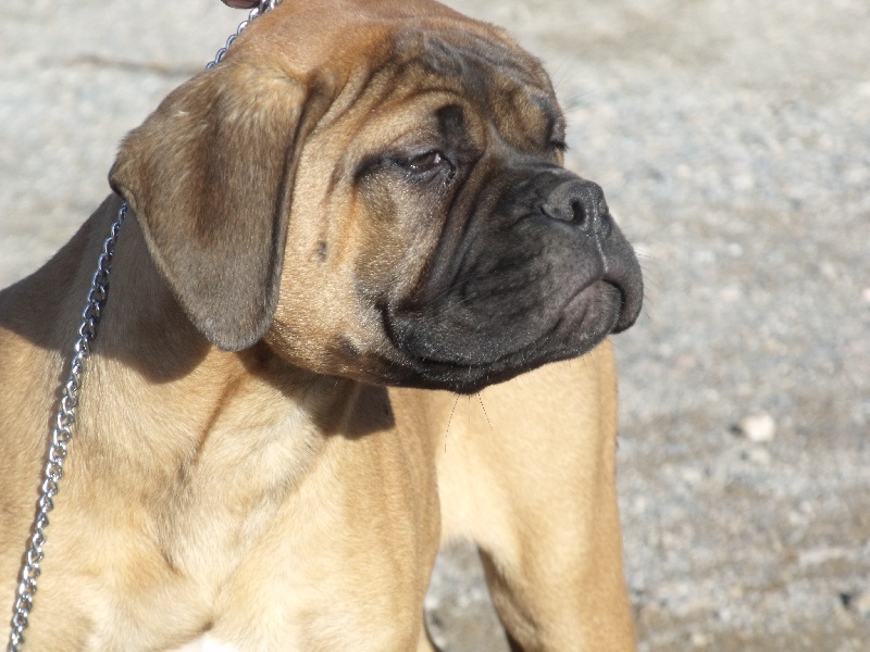 Golden eyes Du mas des grottes