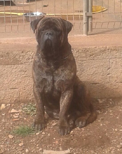 Imasta dit popeye Du mas des grottes